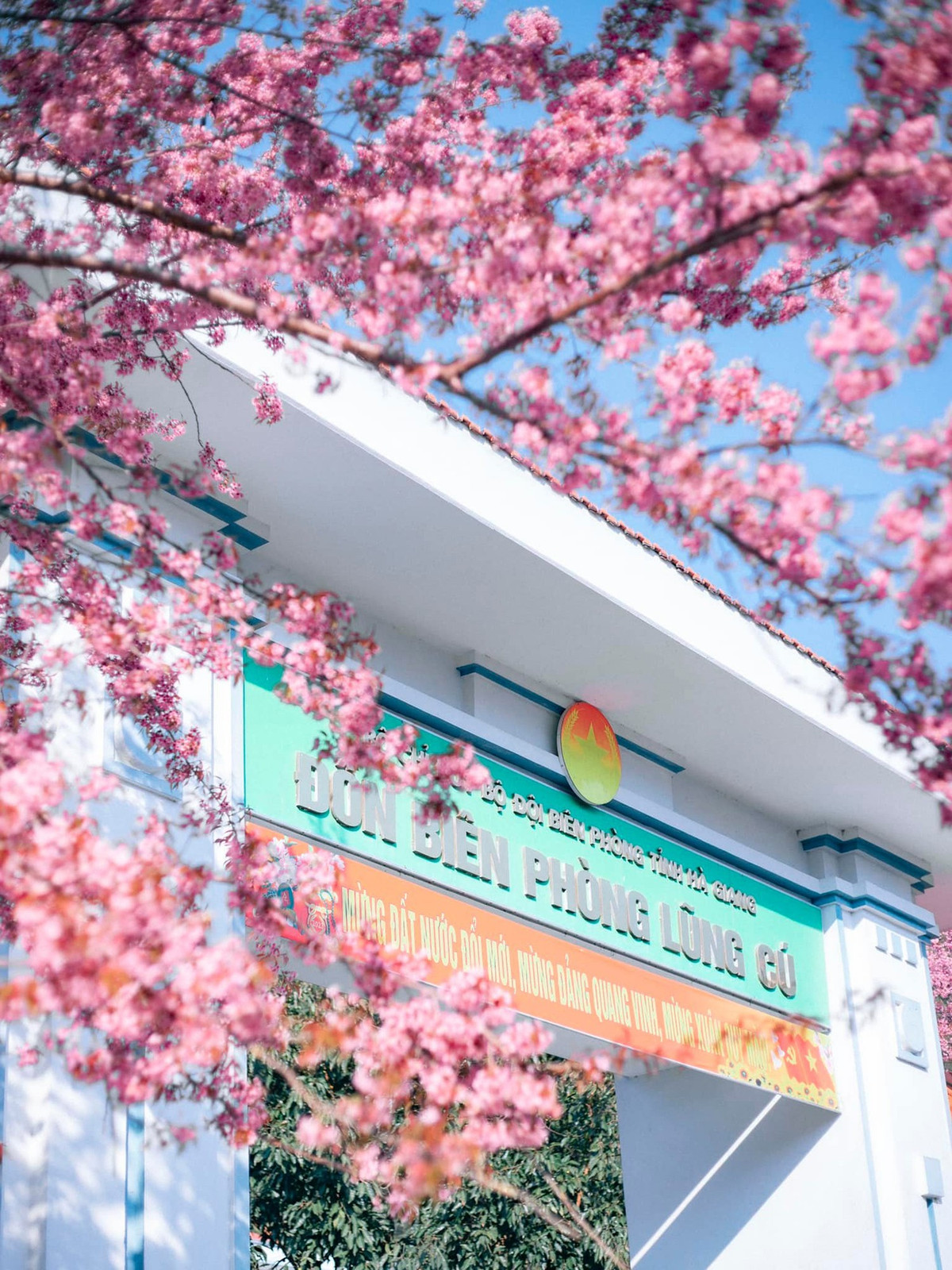 Mùa hoa anh đào nở rực rỡ tại Hà Giang - Hình 5 Mua hoa anh dao no ruc ro tai Ha Giang-Hinh-5