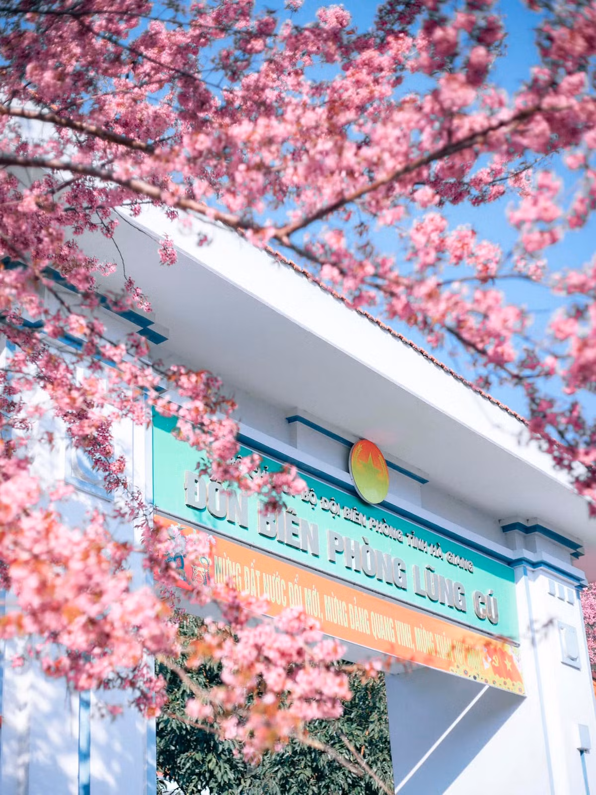 Mua hoa anh dao no ruc ro tai Ha Giang-Hinh-5