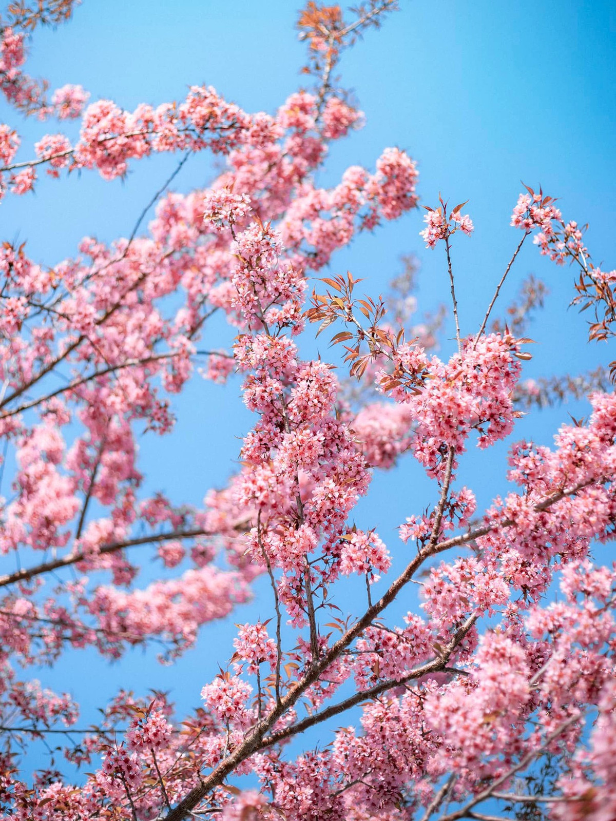 Mùa hoa anh đào nở rực rỡ tại Hà Giang - Hình 6 Mua hoa anh dao no ruc ro tai Ha Giang-Hinh-6