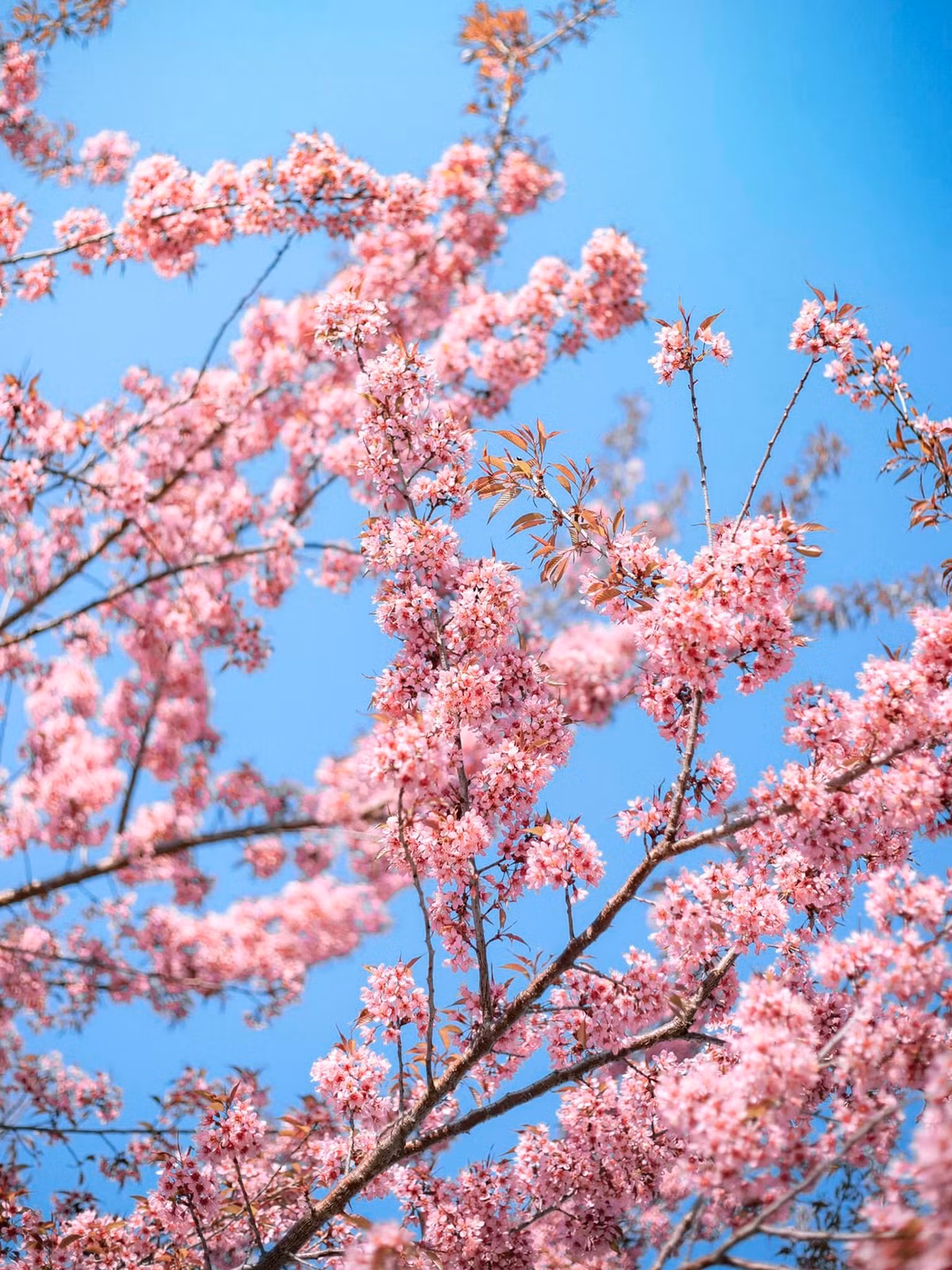 Mua hoa anh dao no ruc ro tai Ha Giang-Hinh-6