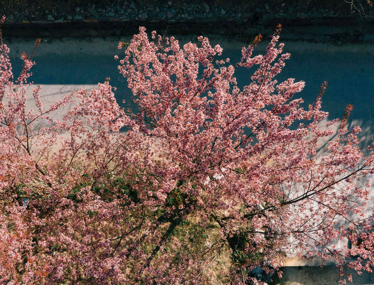 Mùa hoa anh đào nở rực rỡ tại Hà Giang - Hình 3 Mua hoa anh dao no ruc ro tai Ha Giang-Hinh-3