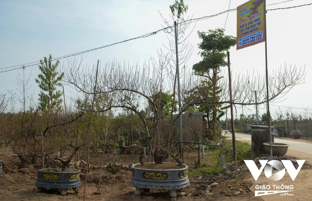 3 tay dáng long cùng tụ về một gốc, mỗi tay dài khoảng 5m là sản phẩm được anh Bảo rất kỳ vọng. 