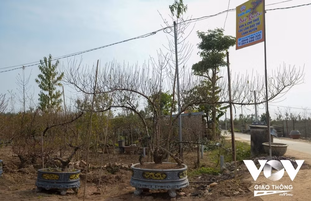 3 tay dáng long cùng tụ về một gốc, mỗi tay dài khoảng 5m là sản phẩm được anh Bảo rất kỳ vọng. 