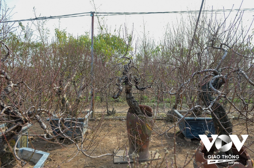 Các chậu đào tầm trung (cao khoảng hơn 1m - 2m) là lựa chọn lý tưởng với khách hàng. Bởi những chậu này có kích cỡ vừa vặn với không gian nhà và giá cả hợp lý (từ 2 triệu - hơn 3 triệu tùy cây). 