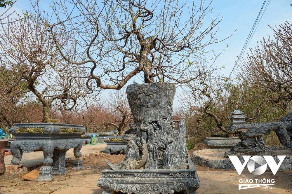 Đơn cử như nhà vườn Bảo Quyên (Nhật Tân, Hà Nội) đã sáng tạo tự làm ra chậu trồng đào của riêng nhà vườn. Chậu được chính chủ vườn đắp bằng xi măng cho phù hợp với dáng cây tạo ra. Theo chia sẻ từ chủ vườn, chậu đào trong ảnh này có giá thuê không dưới 40 triệu đồng, còn nếu khách muốn mua đứt sẽ cộng thêm 10 triệu. 