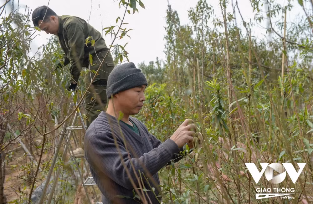 Một số nhà vườn khác thời điểm này vẫn đang tất bật hoàn thành việc xuống lá cho đào. 