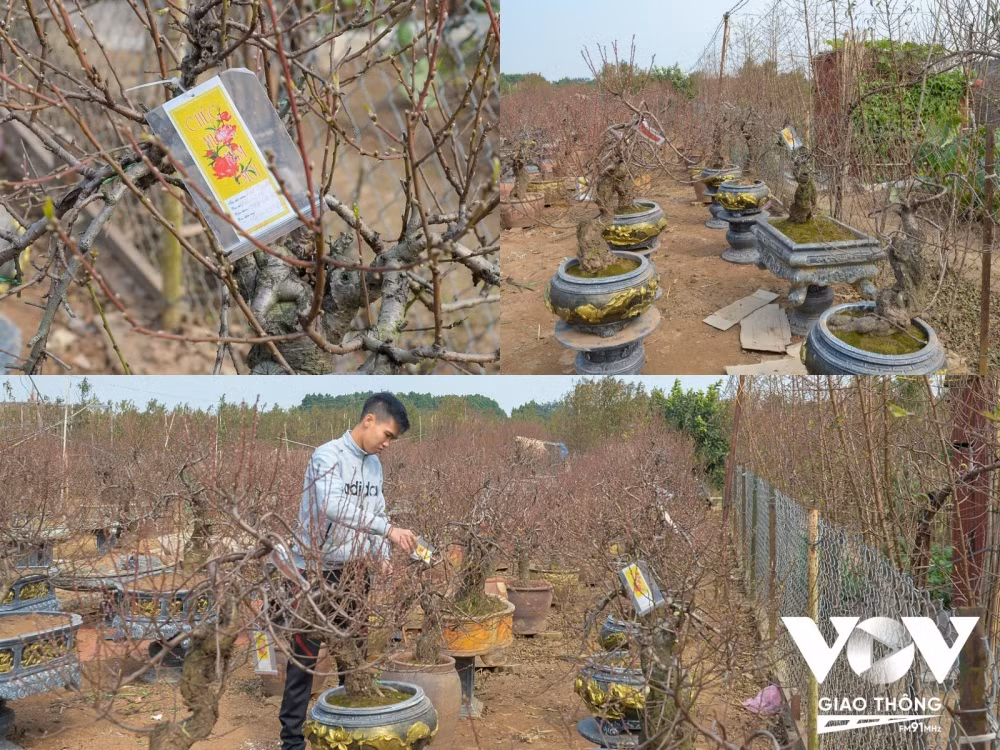 Các chậu đào sau khi được khách hàng lựa chọn nhà vườn sẽ treo số đánh dấu. Để đặt trước một chậu đào, khách hàng có thể trả hết toàn bộ số tiền hoặc trả trước 60%-80% giá trị cây, rồi để lại thông tin, số điện thoại, địa chỉ. 