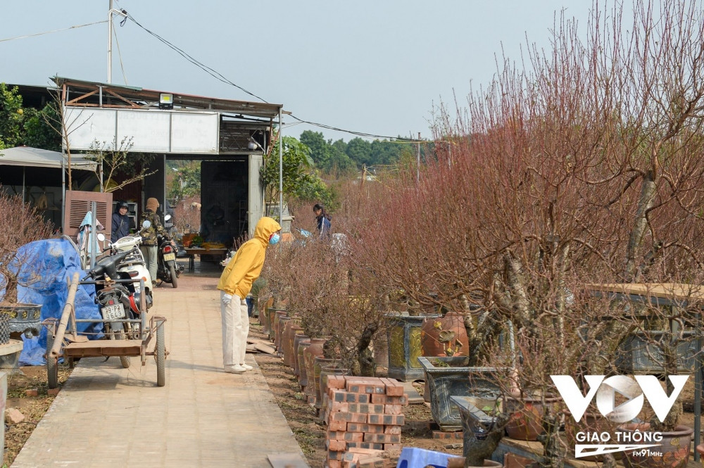 Một số người "sành" chơi đào thời điểm này đã bắt đầu tới các nhà vườn trồng đào tại Nhật Tân để lựa chọn. 