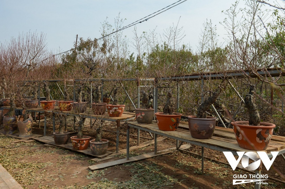 Năm nay, nhiều nhà vườn tại làng đào Nhật Tân đã tạo nhiều sản phẩm đào chơi tết mới, đủ kích cỡ từ to đến nhỏ. Chậu trồng đào cũng được nhà vườn lựa chọn nhiều mẫu từ chậu đất, chum,...đến các loại chậu xi măng tự làm. 