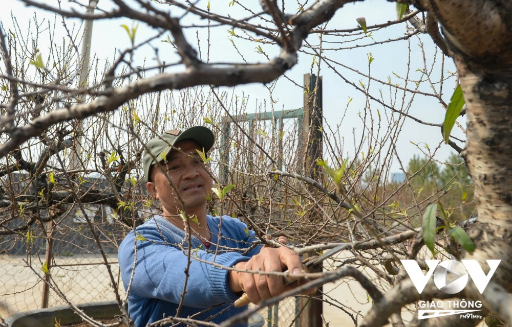 Anh Đỗ Ngọc Bảo - Nhà vườn Bảo Quyên (Hà Nội) chia sẻ, để đa dạng sản phẩm phục vụ khách hàng, năm nay anh đã sáng tạo ra nhiều sản phẩm mới như 3 cây dáng long cùng vào một chậu lớn tạo ra cây đào có tán rộng từ 6m-10m - phục vụ cho sảnh chung cư, tòa nhà; cùng với đó tự tay anh Bảo đắp các chậu cây cảnh bằng xi măng để phù hợp với dáng cây nhằm tạo sản phẩm đẹp nhất. 