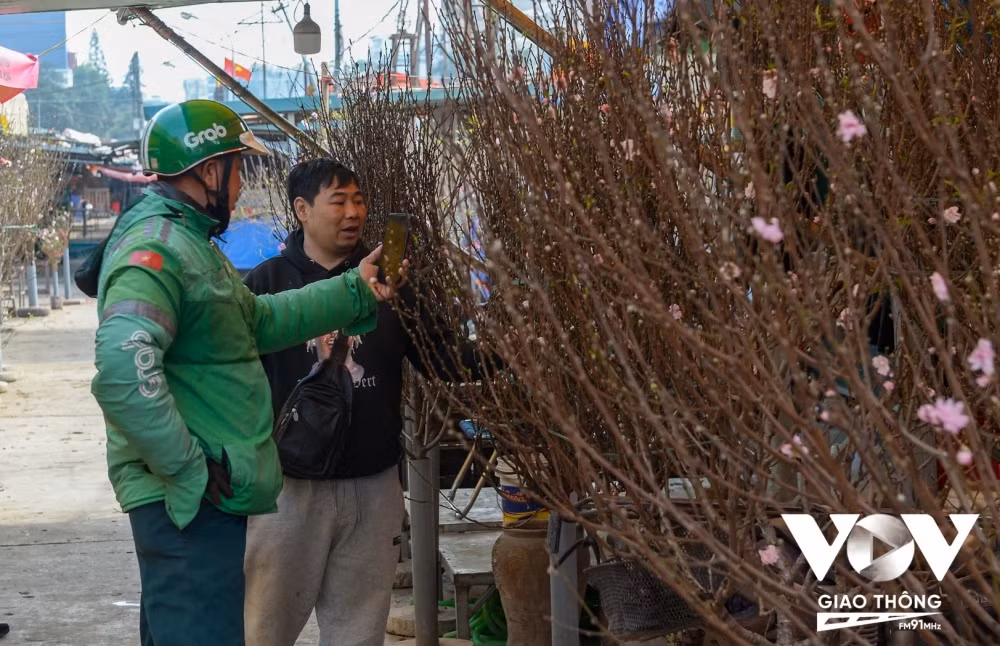 Khách tới chợ hoa để chọn đào về bày sớm cũng khá nhộn nhịp. Theo đánh giá của người mua, việc lựa chọn đào sớm năm nay rất khó vì cành nào nhìn cũng đẹp, cũng dày hoa. 