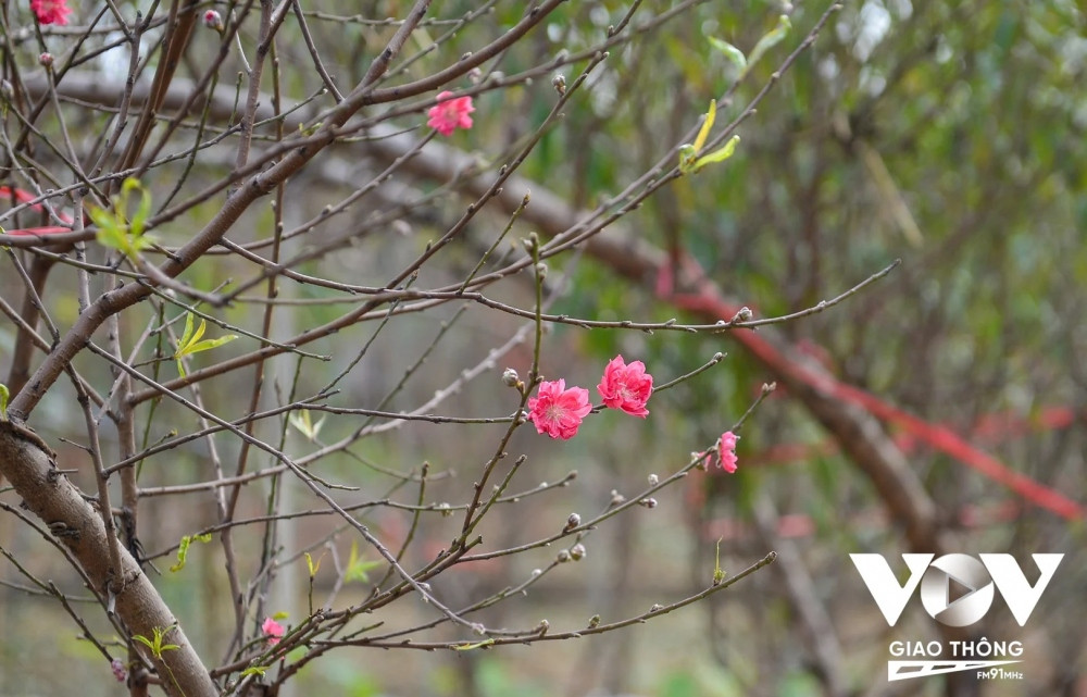 Một số cành đào thời điểm này cũng đã nở một vài bông hoa. 