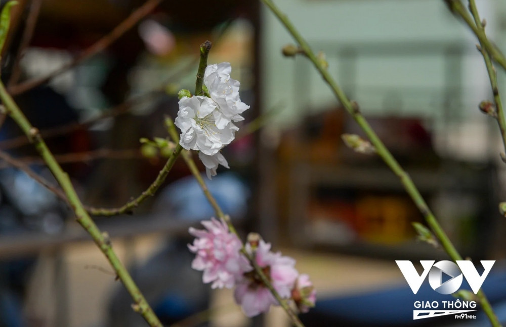 Xuất hiện từ vài năm trở lại đây, Bạch Đào cũng thu hút nhiều người chơi. Khác với loại đào truyền thống, Bạch Đào có màu trắng tinh khôi. Giá của Bạch Đào tùy vào kích cỡ, kiểu dáng của từng cành. 