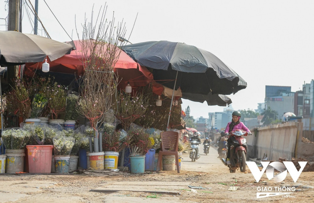 Ngoài chợ hoa Quảng Bá (Hà Nội), các tiểu thương cũng đã nhập cành đào từ đào bích, đào phai đến bạch đào về bán. 