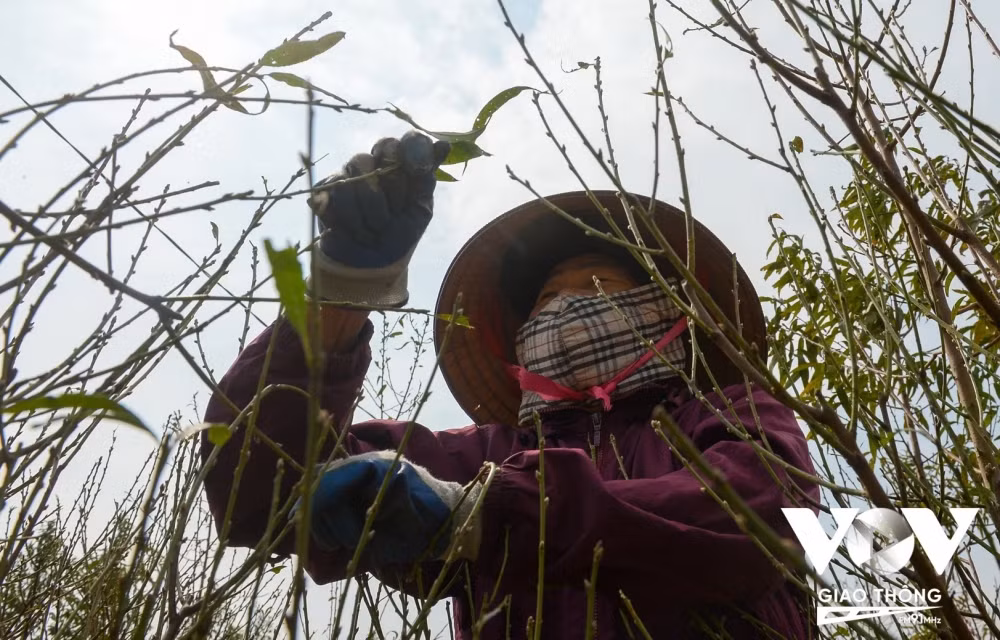 Bà Nguyễn Thị Lợi – Tổ 4 phường Nhật Tân, quận Tây Hồ (Hà Nội) cho biết, So với năm ngoái, thời điểm này nhà bà bắt đầu tuốt lá đào là vừa đẹp và bà Lợi tin rằng đến đúng dịp Tết Nguyên đán 2024 các cành đào sẽ nở hết hoa. 