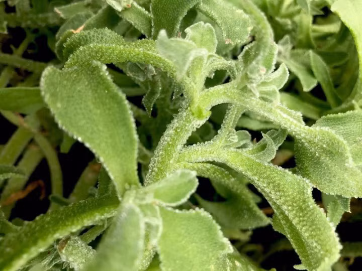 Loai rau hinh thu ky la, gia dat hon thit nhung van duoc san lung