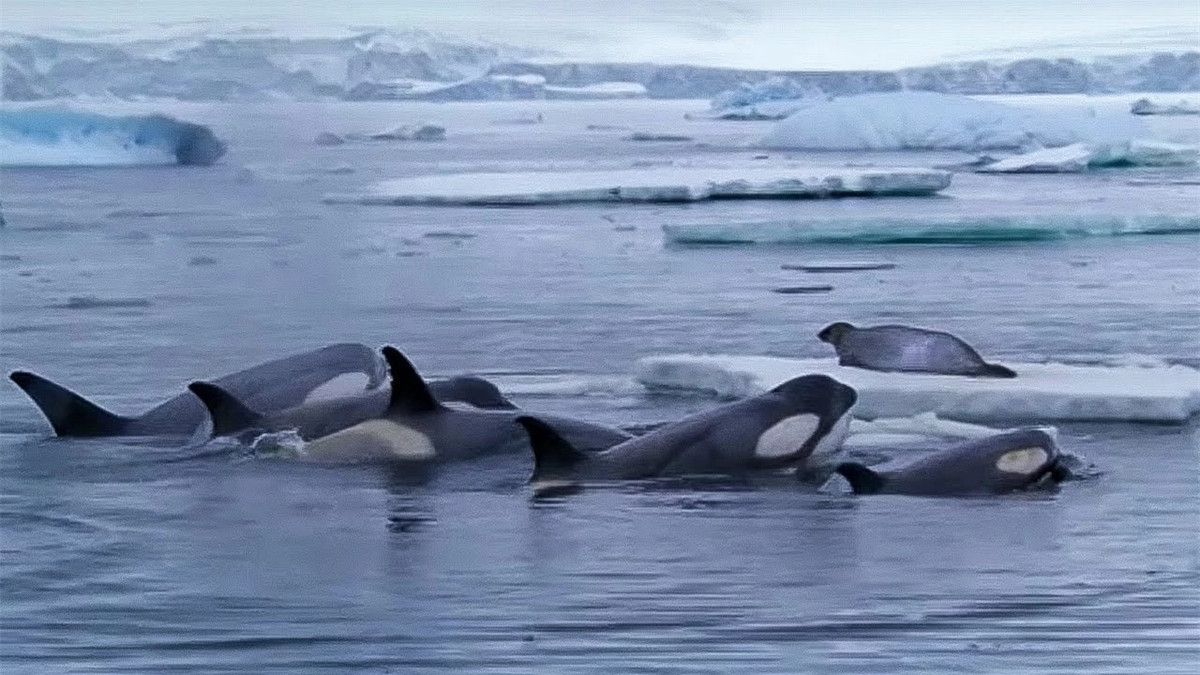 Hai cau doi mat voi ca voi, lieu co co hoi tron thoat?-Hinh-4