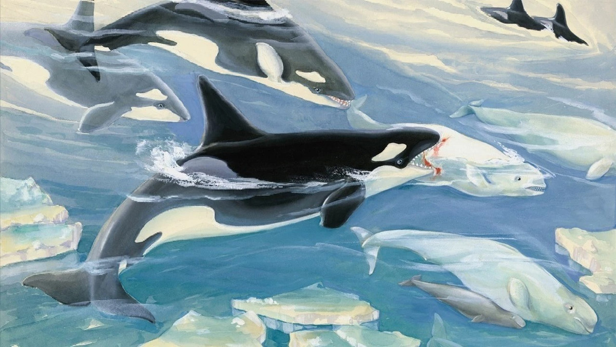 Hai cau doi mat voi ca voi, lieu co co hoi tron thoat?-Hinh-5