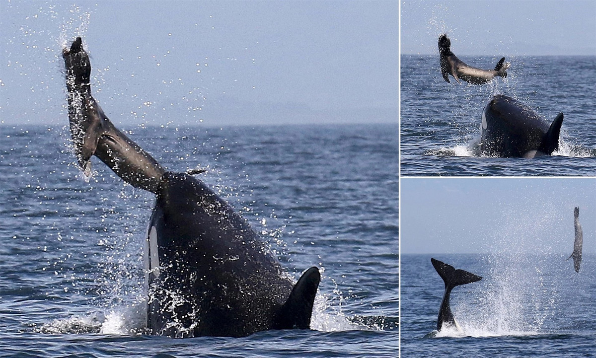 Hai cau doi mat voi ca voi, lieu co co hoi tron thoat?-Hinh-3