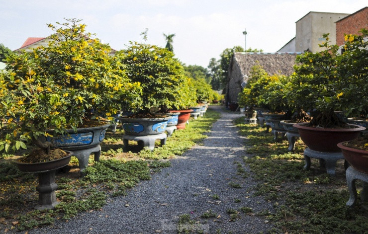 Mai vang bung nu som, nhieu nha vuon o TPHCM lo mat Tet-Hinh-12