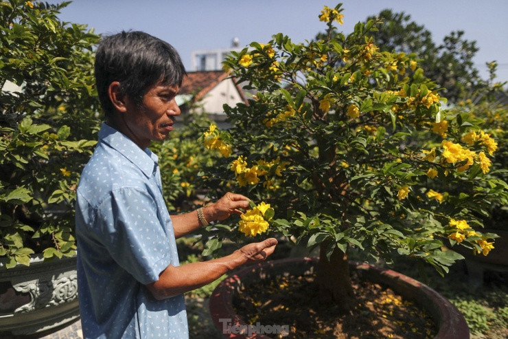 Mai vang bung nu som, nhieu nha vuon o TPHCM lo mat Tet-Hinh-2