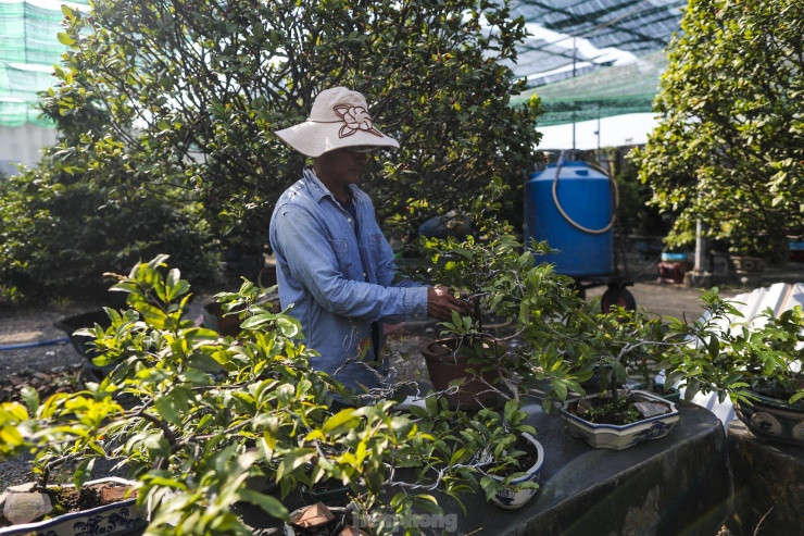 Mai vang bung nu som, nhieu nha vuon o TPHCM lo mat Tet-Hinh-10