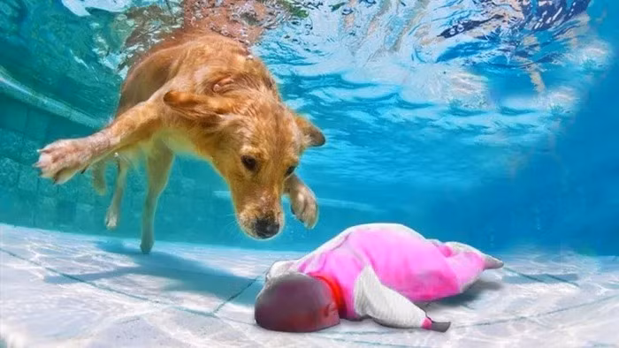 Nguoi phu nu mat mang vi thu long trung thanh cua cho cung