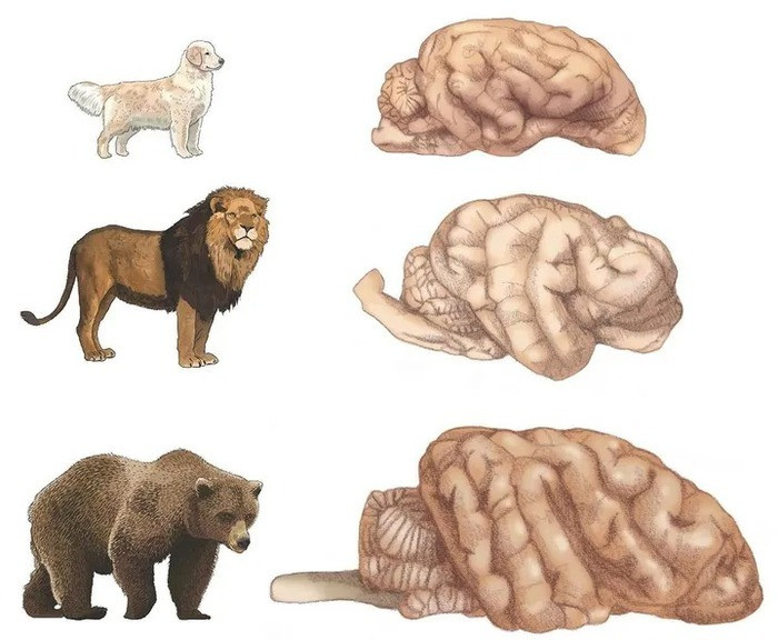 Người phụ nữ mất mạng vì thử lòng trung thành của chó cưng - Hình 5 Nguoi phu nu mat mang vi thu long trung thanh cua cho cung-Hinh-5