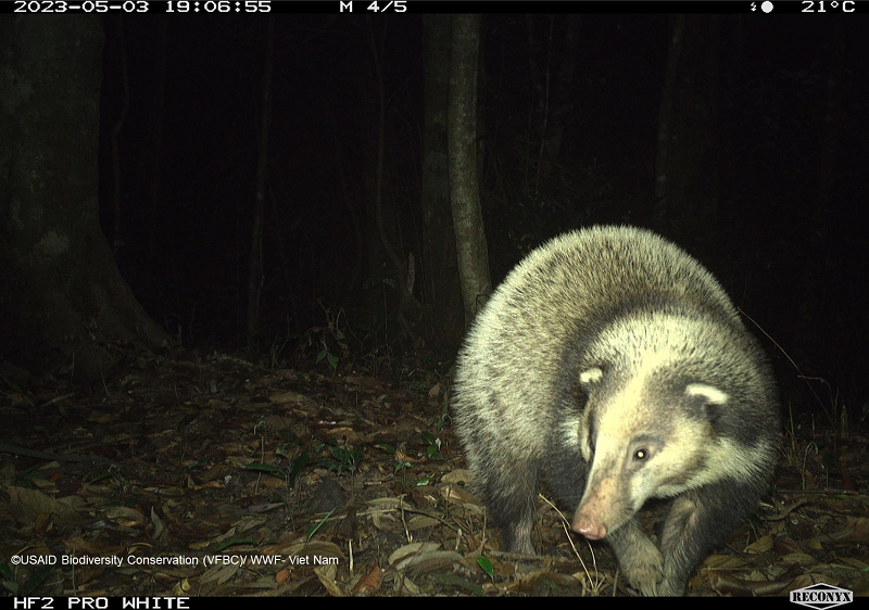Một cá thể lửng lợn được ghi nhận. Đây là loài sắp nguy cấp theo sách đỏ thế giới. 