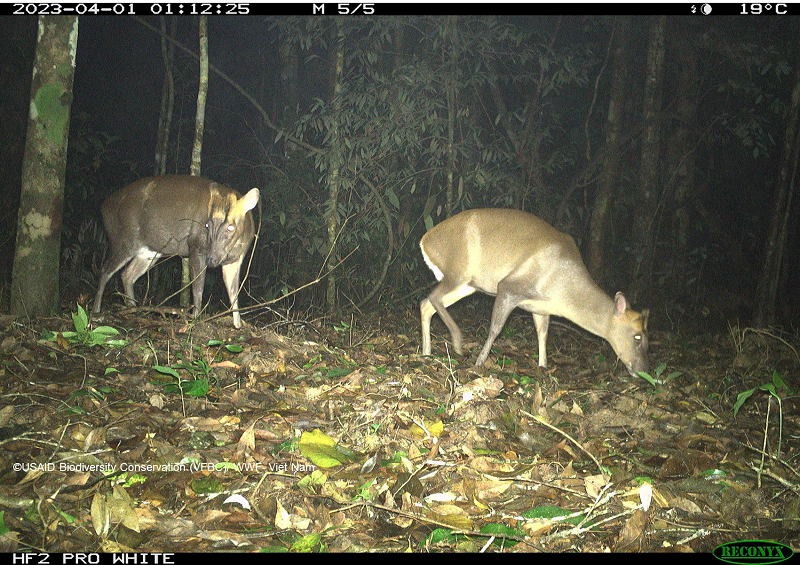 Quần thể mang Trường Sơn được ghi nhận tại VQG Sông Thanh. Đây cũng là loài quý hiếm, có khu vực phân bố không rộng, sinh cảnh sống hạn chế trong các cánh rừng già, chúng dễ dàng bị săn bắn, bẫy bắt thường xuyên. 
