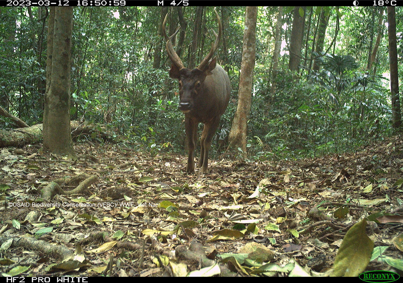 Theo Ban quản lý dự án, kết quả của đợt bẫy ảnh cho thấy, mặc dù động vật hoang dã đã suy giảm nghiêm trọng ở 21 khu rừng đặc dụng và rừng phòng hộ, nhưng mức độ phong phú loài và số lượng loài đặc hữu tương đối cao, với 9 loài đặc hữu và 21 loài đặc hữu của dãy Trường Sơn. Các loài quý hiếm như Mang lớn và Gấu chó cũng được phát hiện, góp phần cung cấp một vài ghi nhận về các loài này ở Việt Nam trong 20 năm qua.Ảnh: Một cá thể nai được ghi nhận trong rừng sâu. Là một loài từng có phạm vi sinh sống rộng ở Việt Nam, đến nay việc ghi nhận các cá thể nai ngoài tự nhiên ngày càng ít đi. Loài hiện được phân ở nhóm sắp nguy cấp, do săn bắn quá mức cũng như môi trường sống bị thu hẹp. 