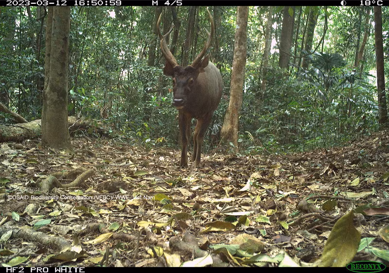Theo Ban quản lý dự án, kết quả của đợt bẫy ảnh cho thấy, mặc dù động vật hoang dã đã suy giảm nghiêm trọng ở 21 khu rừng đặc dụng và rừng phòng hộ, nhưng mức độ phong phú loài và số lượng loài đặc hữu tương đối cao, với 9 loài đặc hữu và 21 loài đặc hữu của dãy Trường Sơn. Các loài quý hiếm như Mang lớn và Gấu chó cũng được phát hiện, góp phần cung cấp một vài ghi nhận về các loài này ở Việt Nam trong 20 năm qua.Ảnh: Một cá thể nai được ghi nhận trong rừng sâu. Là một loài từng có phạm vi sinh sống rộng ở Việt Nam, đến nay việc ghi nhận các cá thể nai ngoài tự nhiên ngày càng ít đi. Loài hiện được phân ở nhóm sắp nguy cấp, do săn bắn quá mức cũng như môi trường sống bị thu hẹp. 