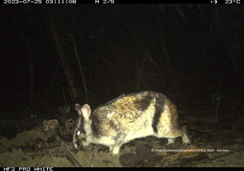 Giai đoạn hai của dự án đang được tiến hành tại 21 khu rừng đặc dụng và rừng phòng hộ, nhằm đánh giá xu hướng đa dạng sinh học các khu vực thực hiện dự án. Dự kiến đợt bẫy ảnh thứ 2 kết thúc vào năm 2025. Ảnh: Loài thỏ vằn Trường Sơn quý hiếm cũng được ghi nhận trong lần bẫy ảnh này. Đây là loài thỏ đặc hữu ở khu vực biên giới Việt -Lào, được ghi nhận lần đầu vào năm 2000 tại khu vực miền Trung (Hà Tĩnh, Nghệ An, Quảng Bình) của Việt Nam. Loài thỏ này được coi như một loài thú cổ và là một trong hai loài thỏ có sọc quý hiếm trên thế giới.