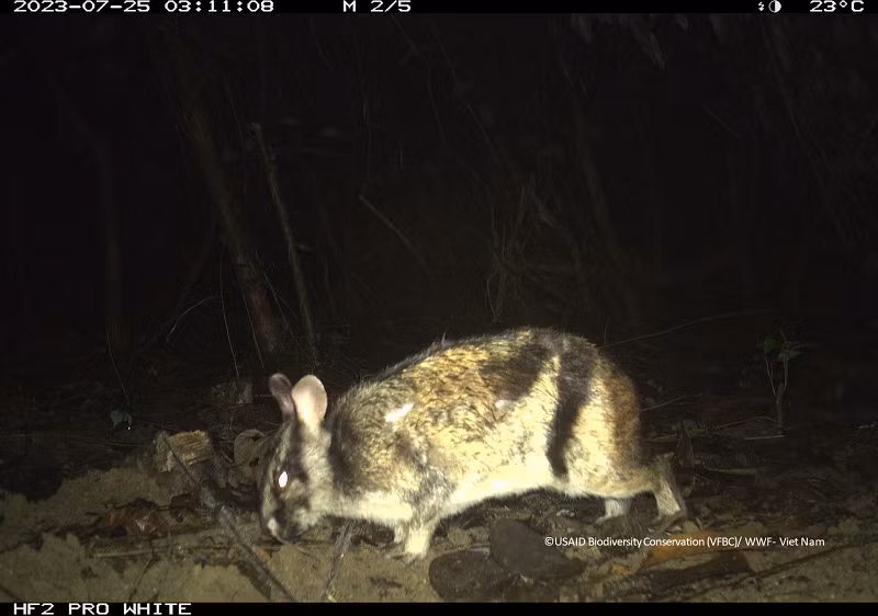 Giai đoạn hai của dự án đang được tiến hành tại 21 khu rừng đặc dụng và rừng phòng hộ, nhằm đánh giá xu hướng đa dạng sinh học các khu vực thực hiện dự án. Dự kiến đợt bẫy ảnh thứ 2 kết thúc vào năm 2025. Ảnh: Loài thỏ vằn Trường Sơn quý hiếm cũng được ghi nhận trong lần bẫy ảnh này. Đây là loài thỏ đặc hữu ở khu vực biên giới Việt -Lào, được ghi nhận lần đầu vào năm 2000 tại khu vực miền Trung (Hà Tĩnh, Nghệ An, Quảng Bình) của Việt Nam. Loài thỏ này được coi như một loài thú cổ và là một trong hai loài thỏ có sọc quý hiếm trên thế giới.