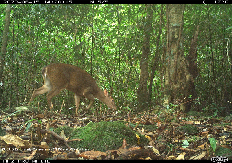 Một cá thể mang lớn được ghi nhận tại VQG Vũ Quang. Năm 1994, lần đầu tiên, một cá thể mang lớn được ghi nhận tại Việt Nam, đồng thời là một loài mới của thế giới. Đây là loài rất quý hiếm, có giá trị bảo tồn nguồn gen, được xếp vào nhóm cực kỳ nguy cấp. 