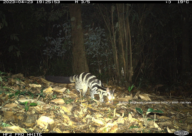 Loài cầy vằn được ghi nhận tại VQG Vũ Quang, tỉnh Hà Tĩnh. Đây là một trong những loài cầy quý hiếm nhất thế giới, sống rải rác ở miền Bắc đến miền Trung nước ta. Ngoài ra, loài này còn được ghi nhận ở khu vực phía Tây của Lào và phía Nam Trung Quốc. 