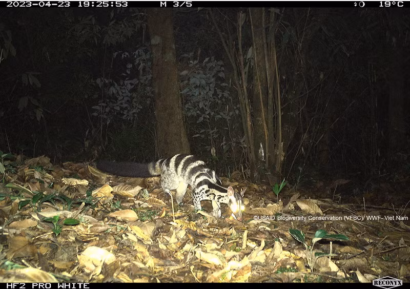 Loài cầy vằn được ghi nhận tại VQG Vũ Quang, tỉnh Hà Tĩnh. Đây là một trong những loài cầy quý hiếm nhất thế giới, sống rải rác ở miền Bắc đến miền Trung nước ta. Ngoài ra, loài này còn được ghi nhận ở khu vực phía Tây của Lào và phía Nam Trung Quốc. 