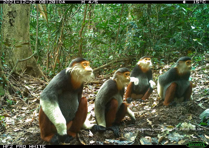 Bẫy ảnh ghi nhận được một quần thể chà vá chân nâu (Pygathrix nemaeus) tại VQG Phong Nha - Kẻ Bàng. Đây là một loài linh trưởng đặc hữu quý hiếm, đang trong tình trạng cực kỳ nguy cấp tại Việt Nam. Bán đảo Sơn Trà của Đà Nẵng là nơi ghi nhận quần thể chà vá chân nâu lớn nhất hiện nay. 