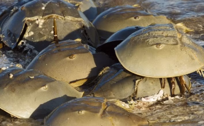 Loai vat chua “chat long” dat bac nhat the gioi, Viet Nam khong hiem