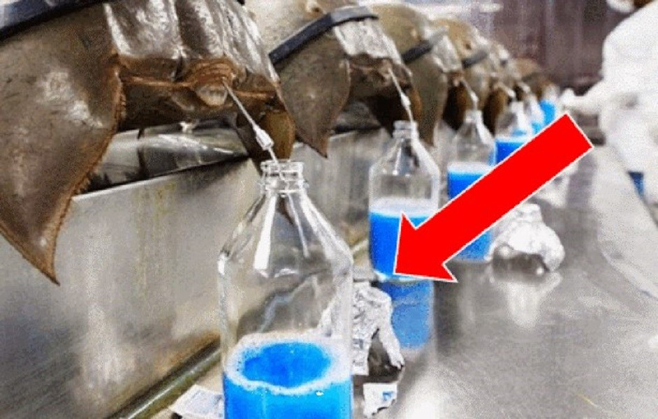 Loài vật chứa “chất lỏng” đắt bậc nhất thế giới, Việt Nam không hiếm - Hình 2 Loai vat chua “chat long” dat bac nhat the gioi, Viet Nam khong hiem-Hinh-2