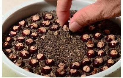 2 loai qua an xong trong cay canh vua de vua dep - doc - la-Hinh-12