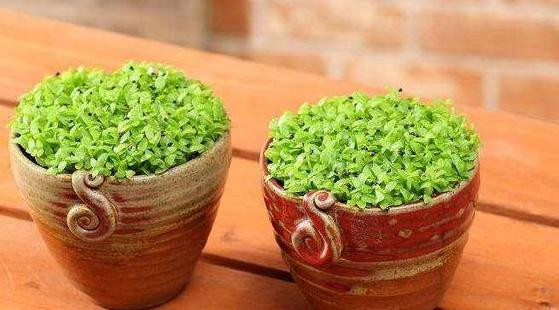 2 loai qua an xong trong cay canh vua de vua dep - doc - la-Hinh-5