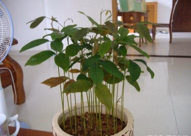 2 loai qua an xong trong cay canh vua de vua dep - doc - la-Hinh-16