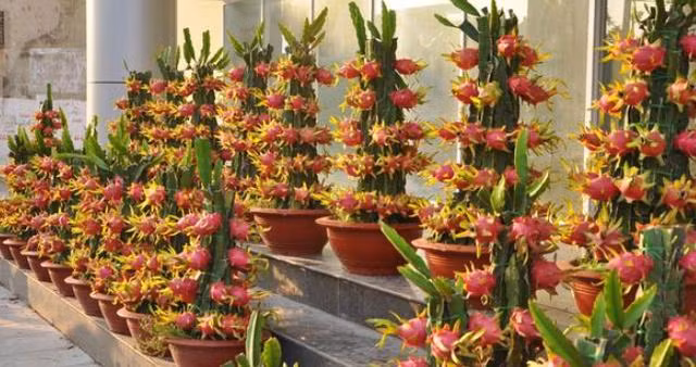 2 loai qua an xong trong cay canh vua de vua dep - doc - la-Hinh-10