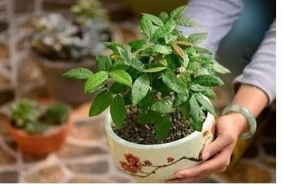 2 loai qua an xong trong cay canh vua de vua dep - doc - la-Hinh-15