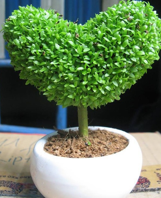 2 loai qua an xong trong cay canh vua de vua dep - doc - la-Hinh-6