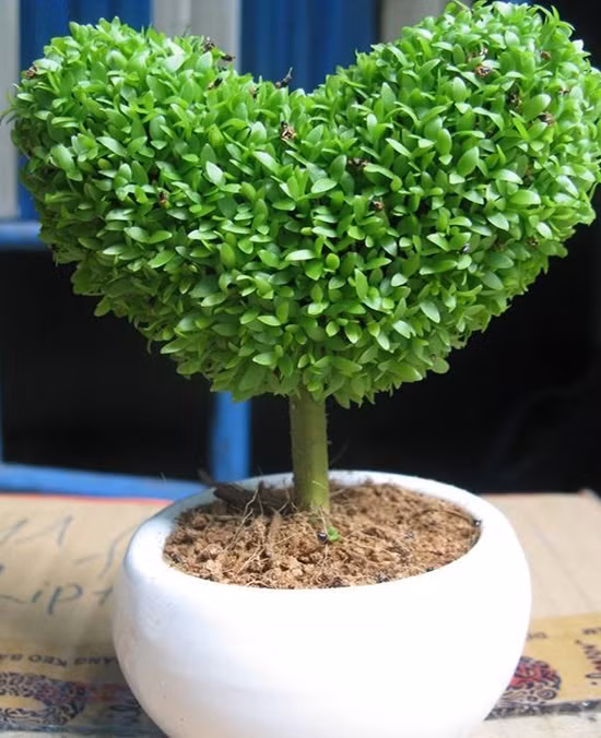 2 loai qua an xong trong cay canh vua de vua dep - doc - la-Hinh-6