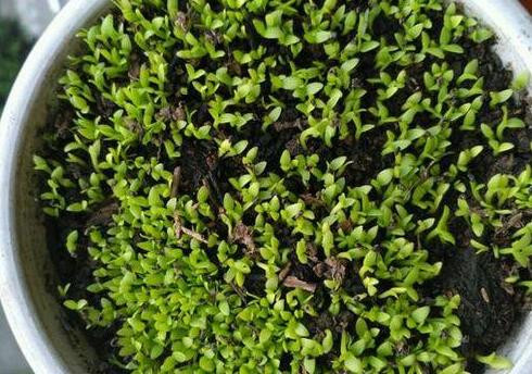 2 loai qua an xong trong cay canh vua de vua dep - doc - la-Hinh-4