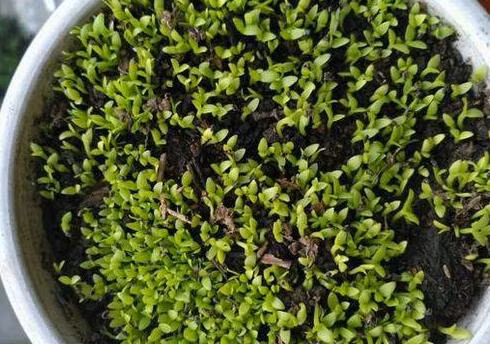 2 loai qua an xong trong cay canh vua de vua dep - doc - la-Hinh-4