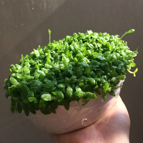 2 loai qua an xong trong cay canh vua de vua dep - doc - la-Hinh-7